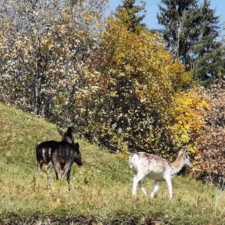 Pohorje House Rogla 2 *